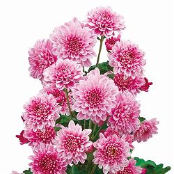 夏秋咲き電照菊（花付き菊苗）：夏ざくら4号ポット 2株セット