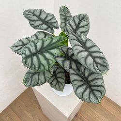 アロカシア：シルバードラゴン　6号鉢植え