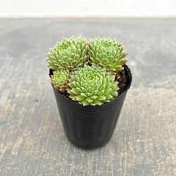 センペルビウム：モンタナム2号ポット