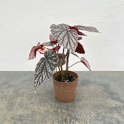 ベゴニア：アキ　4鉢植え