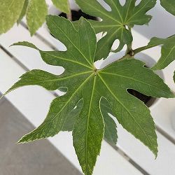 （わけあり特価）ヤツデ4号ポット
