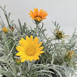 ガザニア：タレント　花色ミックス咲き(色見計らい)3.5号ポット
