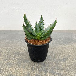 アロエ：アクレアータ　3号鉢植え