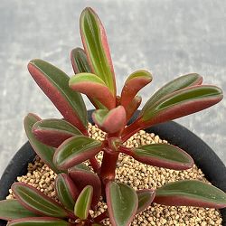 ぺぺロミア ：グラベオレンス3号鉢植え