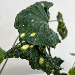ツワブキ：閻魔（えんま）5号鉢植え