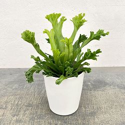 アスプレニウム（アビス）：レズリー　4号鉢植え