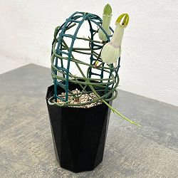 セロペギア：アンブリアータ　4.5号鉢植え