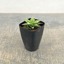 ハオルチア：白羊宮　2.5号