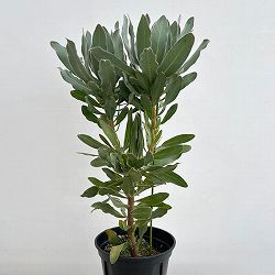 プロテア：オーストラリスパッション　7号鉢植え