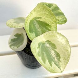 ペペロミア：バーダントフレイム3号ポット