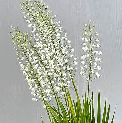 鍾馗花石菖（ショウキハナセキショウ）3号ポット