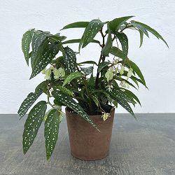 ベゴニア：アルボピクタ　4号鉢植え
