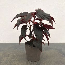 ベゴニア：アラビアン　サンセット4号鉢植え