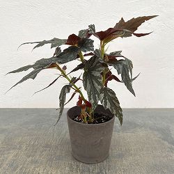 ベゴニア：メンタット4号鉢植え