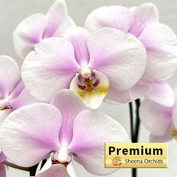 ミディコチョウラン：なごみ2本立ち4号陶器鉢植え