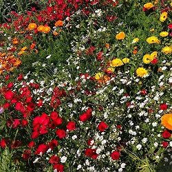 ワイルドフラワー：アソートミックス200g[空地の雑草対策や景観づくりに　春・秋まきの草花タネ　100平米分]