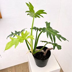 フィロデンドロン：タンゴ（根上り）　5号鉢植え