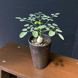モリンガ：オバリフォリア（実生苗）3号鉢植え26-01