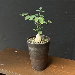 モリンガ：オバリフォリア（実生苗）3号鉢植え26-02