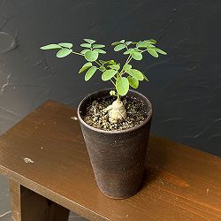 モリンガ：オバリフォリア（実生苗）3号鉢植え26-03