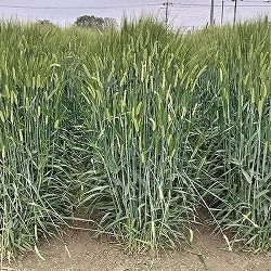 オオムギ：ハヤドリ2（極早生）1kg[二条大麦　飼料用・牧草・放牧・採草　タネ]