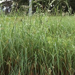 牧草種子：オーチャードグラス 1kg[牧草・放牧・採草・緑化　春・秋まき　タネ]