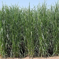 牧草種子：イタリアン さつきばれEX（中生種）1kg[飼料用イタリアンライグラス タネ 秋まき]