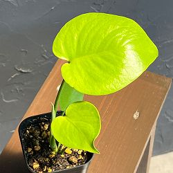 モンステラ：バナナ　スーパーゴールド　3号鉢植え26-01