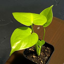 モンステラ：バナナ　スーパーゴールド　3号鉢植え26-02