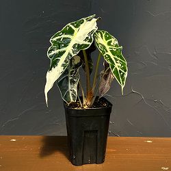 アロカシア：アマゾニカ・ポリー　ピンクバリエガータ　3号鉢植え