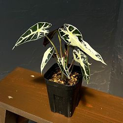 アロカシア：バンビーノ　ピンクバリエガータ　3号鉢植え