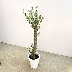オリーブ：オリーブ　ミッション　古木8号鉢植え26-01