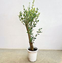オリーブ：オリーブ　ミッション　古木8号鉢植え26-02