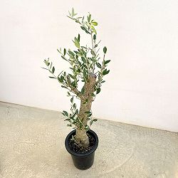オリーブ：オリーブ　ミッション　古木8号鉢植え26-04