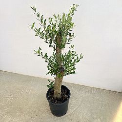 オリーブ：オリーブ　ミッション　樹形セレクト古木9号鉢植え26-01