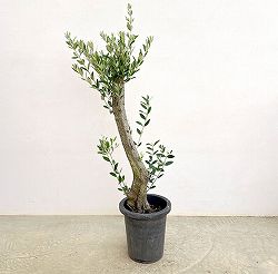 オリーブ：オリーブ　ミッション　古木8号鉢植え26-03