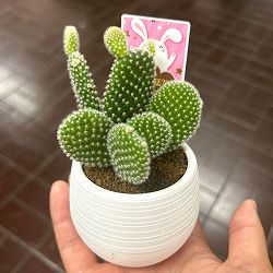 サボテン：バニーカクタス3号丸鉢入り