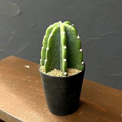 サボテン：ハシラサボテン　トゲナシキメンカク　3号鉢植え