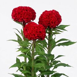 ケイトウ（鶏頭）：久留米けいとう紅貴（こうき・赤花）3.5号ポット