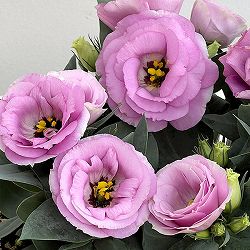 トルコキキョウ：ロメオ　ライラック3号ロングポット 6株セット
