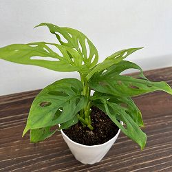 モンステラ：ラニアータ　4.5号鉢植え