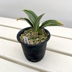 オモト（万年青）：お多福3号鉢植え【現品販売272995】