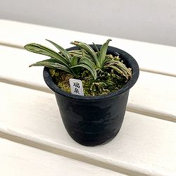 オモト（万年青）：瑞泉3号鉢植え【現品販売272997】