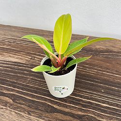 フィロデンドロン：プリンスオブオレンジ2.5号鉢入り