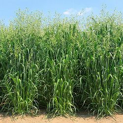 エン麦：はやわざ 原袋10kg（飼料・緑化用の種）[牧草・放牧・採草・緑化　タネ]