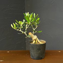オリーブ：ルッカ　創樹さんの盆栽仕立て　3号鉢植え26-03