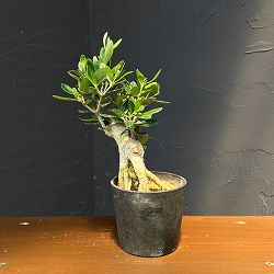 オリーブ：ルッカ　創樹さんの盆栽仕立て　3号鉢植え26-05