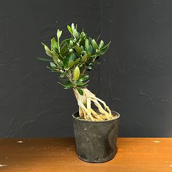 オリーブ：ルッカ　創樹さんの盆栽仕立て　3号鉢植え26-07
