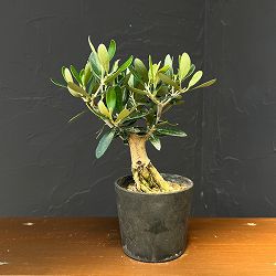 オリーブ：ルッカ　創樹さんの盆栽仕立て　3号鉢植え26-08