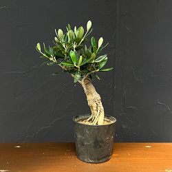 オリーブ：ルッカ　創樹さんの盆栽仕立て　3号鉢植え26-10